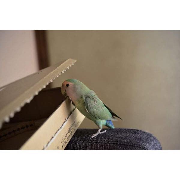 村東剛 インコのおとちゃん それからこれから 写真集 Buyee Buyee Japanese Proxy Service Buy From Japan Bot Online