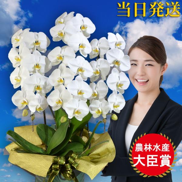 胡蝶蘭 葬儀の人気商品 通販 価格比較 価格 Com