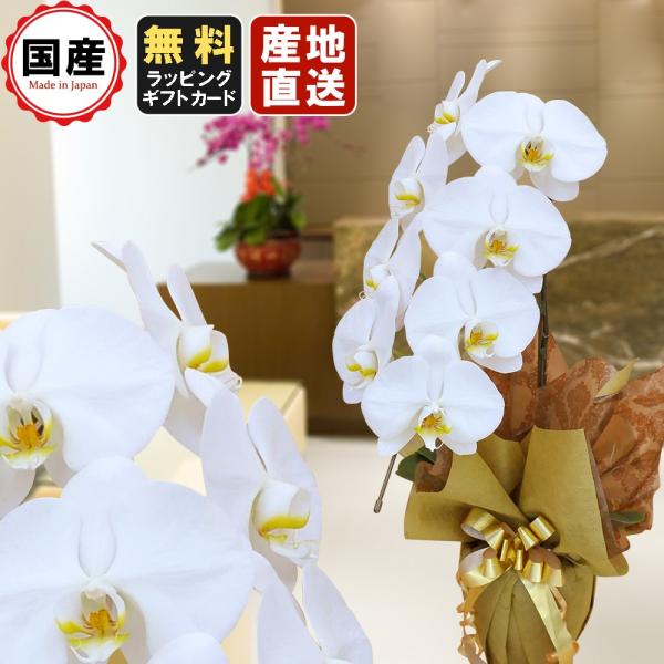  Ӓ 1{7ֈȏ  Аݗ I[v j X^h  R{ T{   V   @ P  