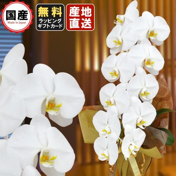  Ӓ 1{11ֈȏ  Аݗ I[v j X^h  R{ T{   V   @ P  