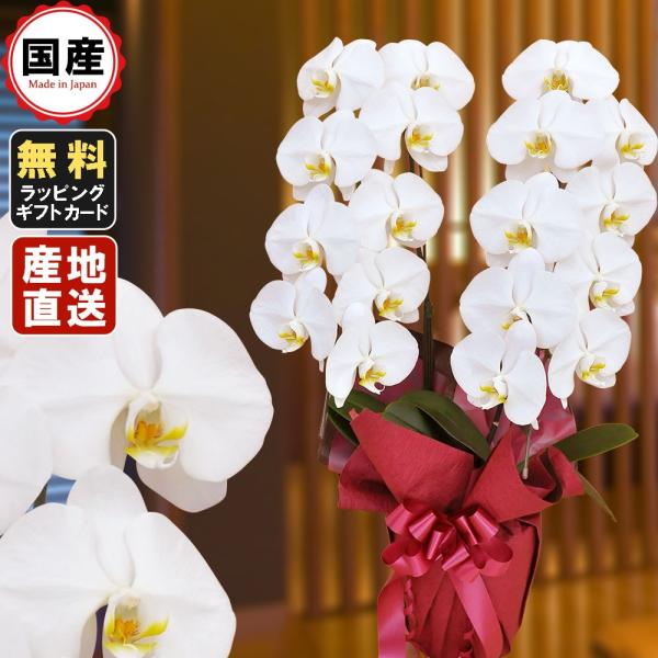  Ӓ 2{18ֈȏ  Аݗ I[v j X^h  R{ T{   V   @ P  