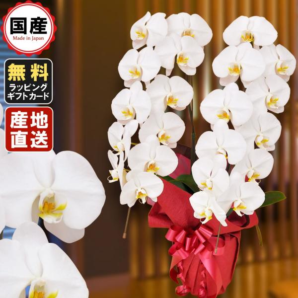  Ӓ 2{22ֈȏ  Аݗ I[v j X^h  R{ T{   V   @ P  