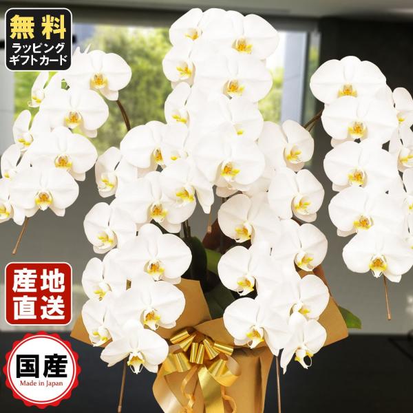  Ӓ 5{45ֈȏ  Аݗ I[v j X^h  R{ T{   V   @ P  