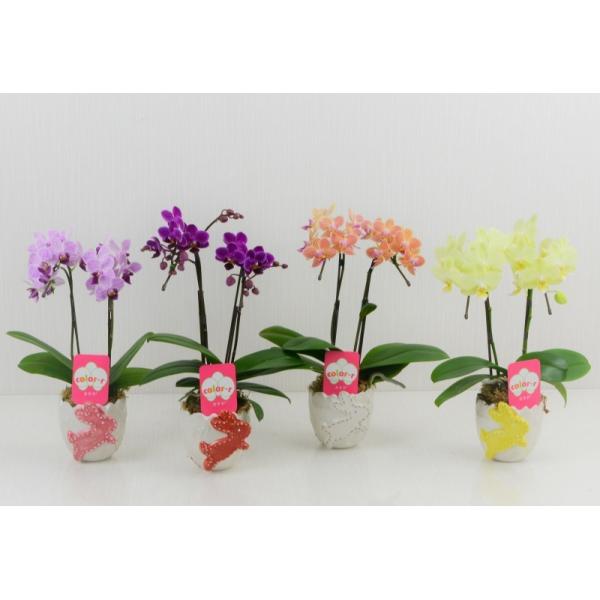 Ӓ 2{ ~fB Mtgj  rbg  lC j  R`E v[g JXj ̓ 蕨 j