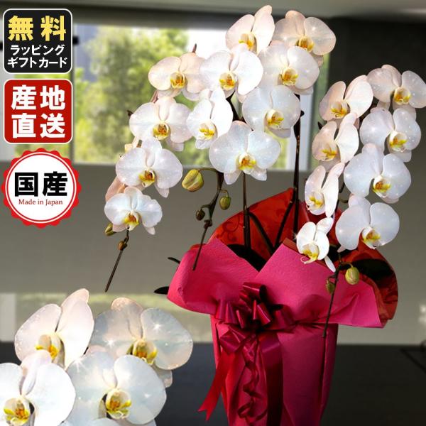  Ӓ@_ChI[Lbh  3{27ֈȏ  Аݗ I[v j X^h  R{ T{  V   @