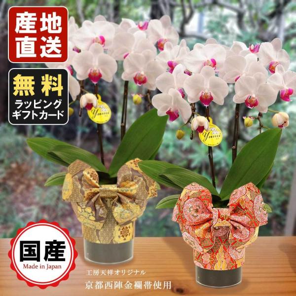 ミニ胡蝶蘭 ミディ胡蝶蘭 天祥オリジナル Kimonoスタイル 赤古典柄 茶金古典柄 テーブル胡蝶蘭 4号タンブラー 2本立 ホワイト 母の日 お祝い Siina C2 人形広場 雛人形 五月人形専門店 通販 Yahoo ショッピング