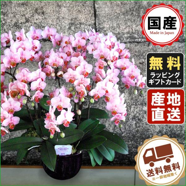 ~jӒ Mtg Ӓ ~j Ӓ ~fB Ӓ 10 10{ CgsN  v[g JXj ̓ j 蕨 ̓