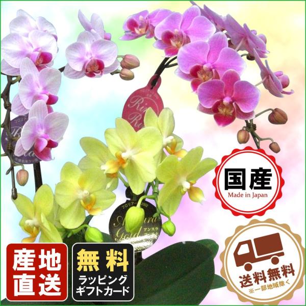 ~jӒ Mtg Ӓ ~j Ӓ ~fB Ӓ 5.5 3F~bNX  v[g JXj ̓ j 蕨 ̓