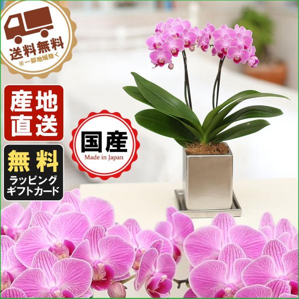 ~jӒ Mtg Ӓ ~j Ӓ ~fB Ӓ N[ 4 2{ sN  v[g JXj ̓ j 蕨 ̓