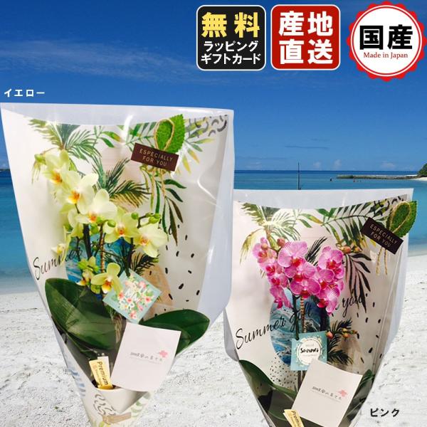 ~jӒ Mtg ~j Ӓ ~fB in your Room uMtg T}[ver.v 3A 1{ sN CG[  v[g ̓ ̓