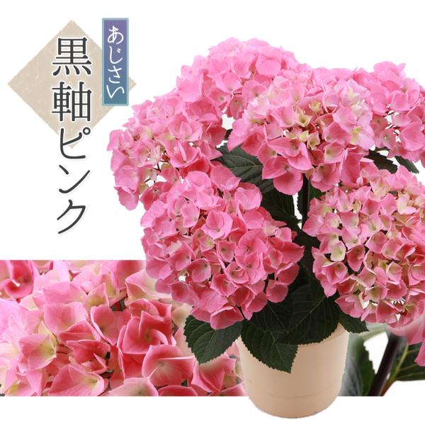 アジサイ 鉢植え 5号 生花の人気商品 通販 価格比較 価格 Com