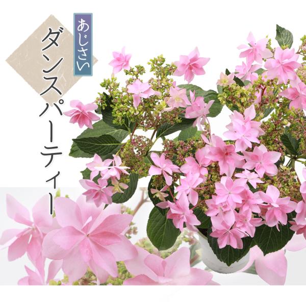 アジサイ 鉢植え 5号 生花の人気商品 通販 価格比較 価格 Com