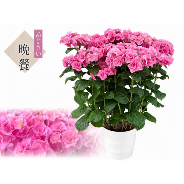 【専用】　アジサイ　7寸4鉢 紫陽花 最高の晩餐 送料無料 生産直送 あじさい 鉢植え 7号鉢サイズ fw-4h