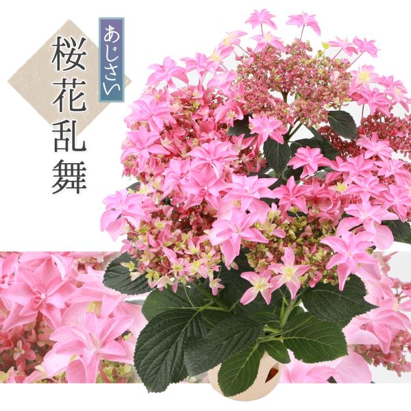 アジサイ 紫陽花 鉢植え」の人気商品一覧 | 安い商品を通販サイトから