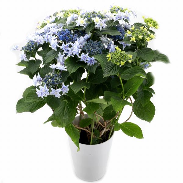 アジサイ 秋色アジサイ ホワイトウェイブス 5寸鉢 | 鉢花・花苗 | 橋本