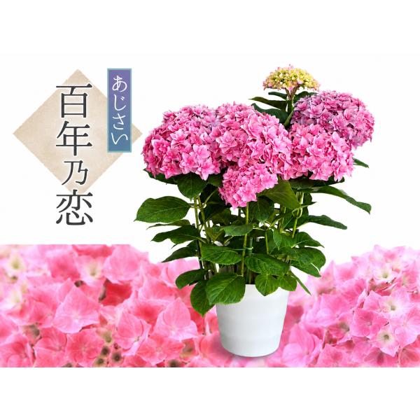百年乃恋 送料無料 生産直送 あじさい 鉢植え 7号鉢サイズ fw-26