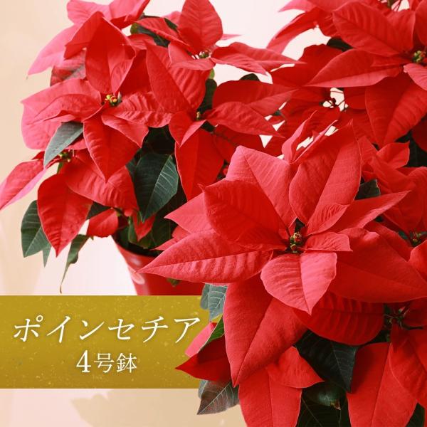 ポインセチア 4号鉢 送料無料 鉢植え クリスマス お歳暮 ギフト poin