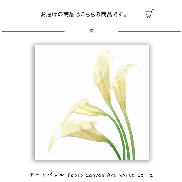 アートパネル Petit Canvas Art White Calla/絵/絵画 アートポスターのお届け画像です。