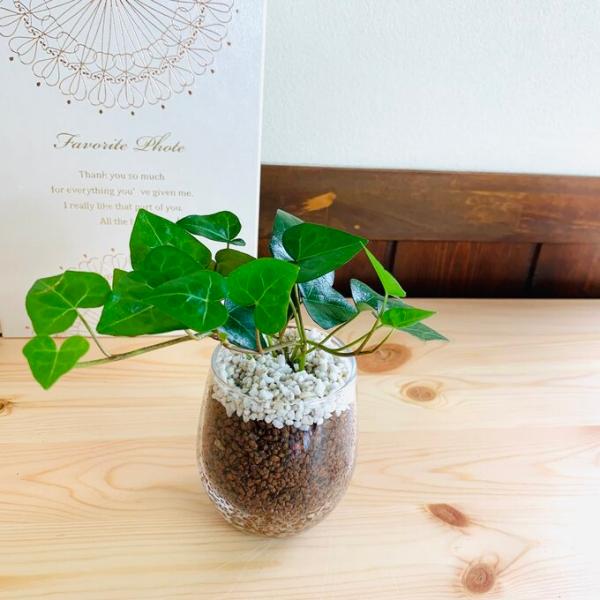 ラブリーポケットのハイドロカルチャーは、お部屋を清潔に保ち管理も簡単です。ハイドロカルチャーなので、お部屋を清潔に保ち管理も楽々です。培養土を使用しないので虫がよってこないメリットもあります。清潔に管理ができるので、リビングや食卓、トイレな...