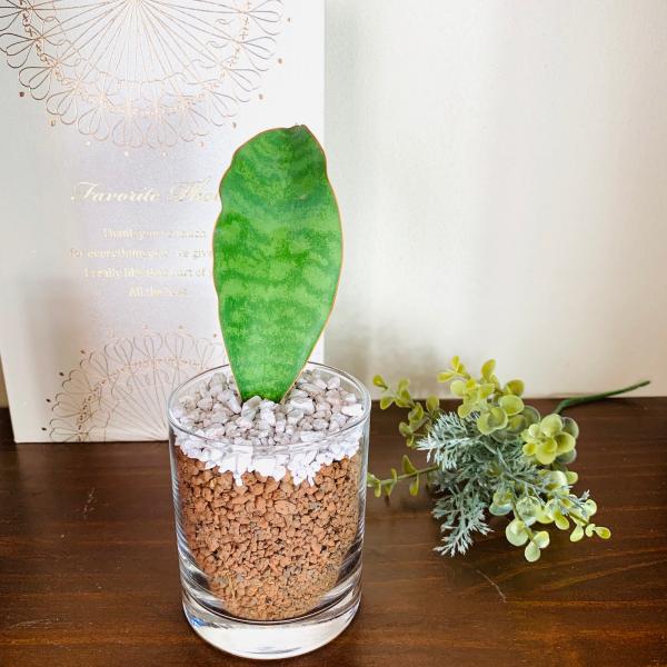 [希少]サンスベリア マッソニアーナ　美株　陶器鉢＋富士砂　ピザールプランツ 希少]サンスベリア マッソニアーナ 美株 陶器鉢＋富士砂 ピザール