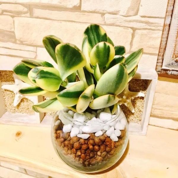 観葉植物 幸運を呼ぶ 金のなる木 斑入り ハイドロカルチャー 172 Lovely Pocket 通販 Yahoo ショッピング