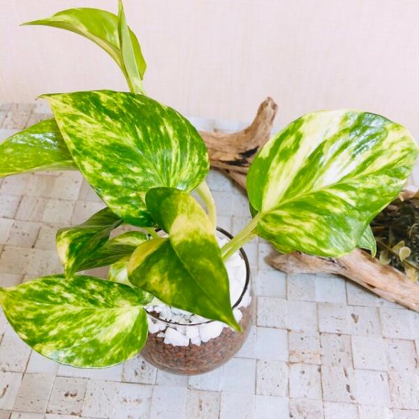 ゴールデンポトス 土を使わない空気浄化プランツ 観葉植物 インテリア Buyee 日本代购平台 产品购物网站大全 Buyee一站式代购 Bot Online