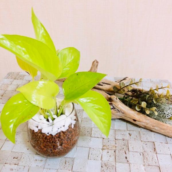ゴールデン ポトス ポトスライム ハイドロカルチャー 観葉植物 インテリア Buyee Buyee Jasa Perwakilan Pembelian Barang Online Di Jepang