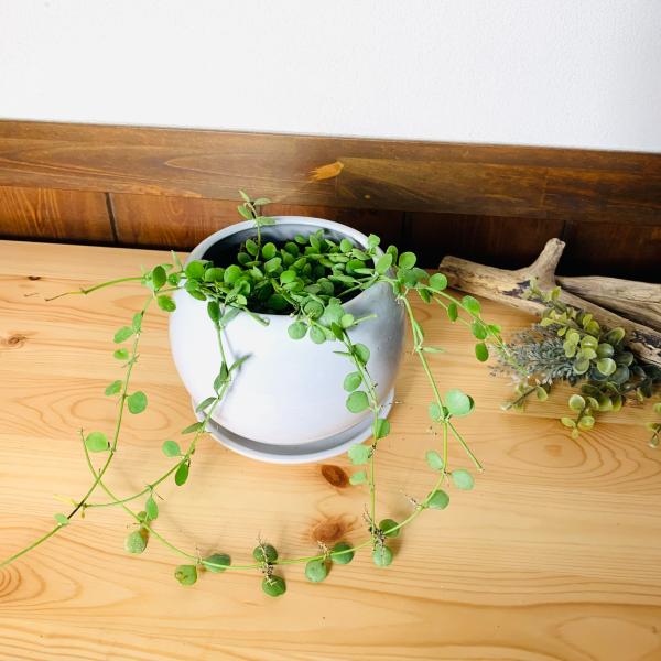 観葉植物 おしゃれ ディスキディア ハートジュエリー 多肉植物 4号鉢