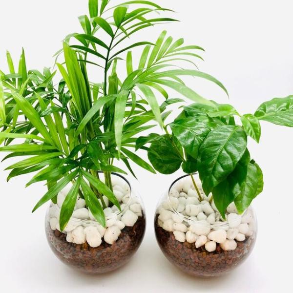 テーブルヤシ コーヒーの木 ハイドカルチャー 観葉植物 インテリア Buyee Servis Zakupok Tretim Licom Buyee Pokupajte Iz Yaponii