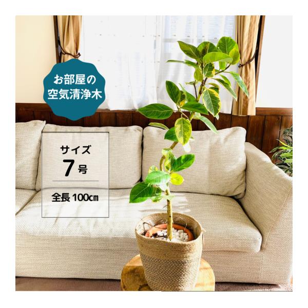 ロングアイビー 2種 ポーチセット インテリア 観葉植物 壁掛け Buyee Buyee 提供一站式最全面最專業現地yahoo Japan拍賣代bid代拍代購服務 Bot Online