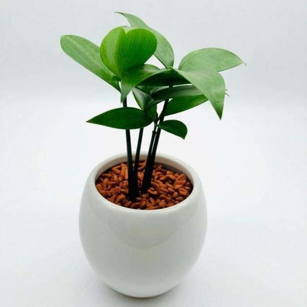 幸せを呼ぶ 梛の木 陶器鉢でのお届け 観葉植物 ハイドロカルチャー インテリア Buyee Buyee Japanese Proxy Service Buy From Japan Bot Online