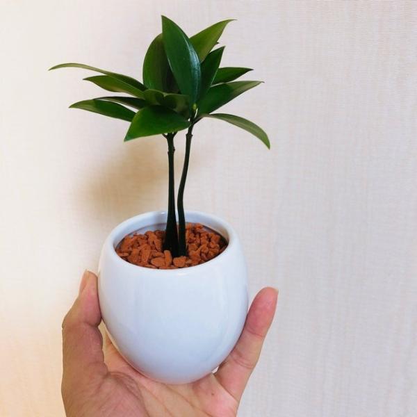 幸せを呼ぶ 梛の木 陶器鉢でのお届け 観葉植物 ハイドロカルチャー インテリア Buyee 日本代购平台 产品购物网站大全 Buyee一站式代购 Bot Online