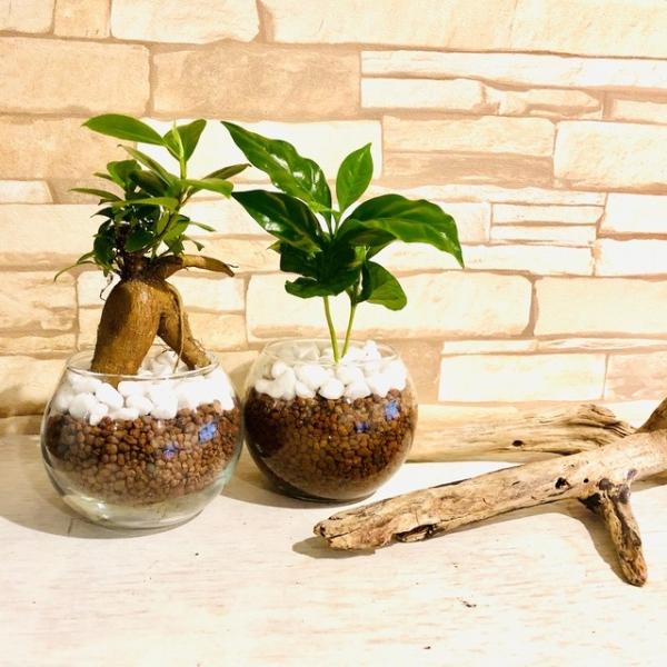 大人気setガジュマル コーヒーの木 インテリア 観葉植物 ハイドロカルチャー Buyee Servis Zakupok Tretim Licom Buyee Pokupajte Iz Yaponii