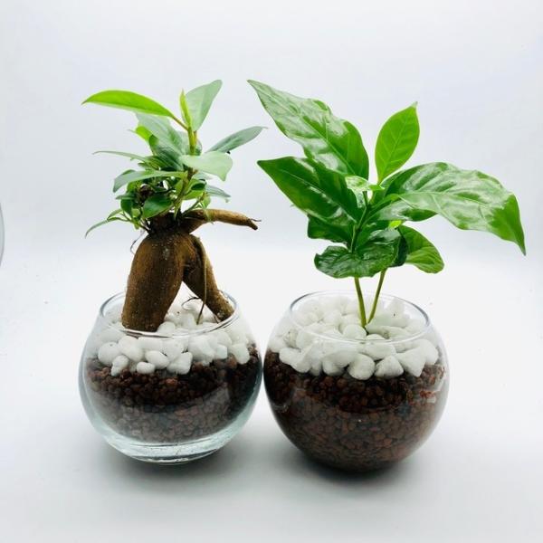 大人気setガジュマル コーヒーの木 インテリア 観葉植物 ハイドロカルチャー Buyee Buyee Japanese Proxy Service Buy From Japan Bot Online
