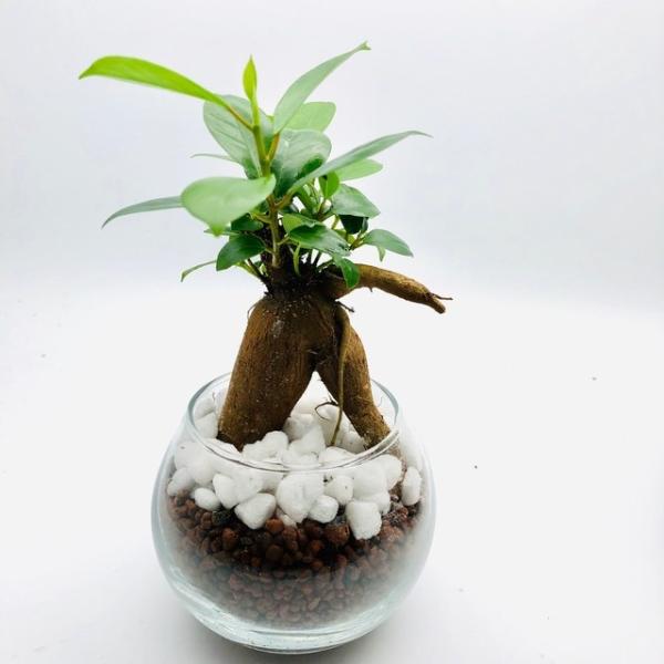 大人気setガジュマル コーヒーの木 インテリア 観葉植物 ハイドロカルチャー Buyee Buyee Japanese Proxy Service Buy From Japan Bot Online