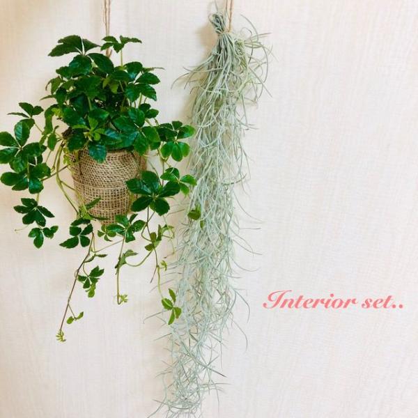 シュガーバイン スパニッシュモス 観葉植物 壁掛け インテリア エアプランツ Buyee Buyee 일본 통신 판매 상품 옥션의 대리 입찰 대리 구매 서비스