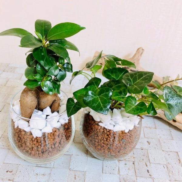 大人気セット ガジュマル ハートアイビー 観葉植物 インテリア ハイドロカルチャー Buyee Servis Zakupok Tretim Licom Buyee Pokupajte Iz Yaponii