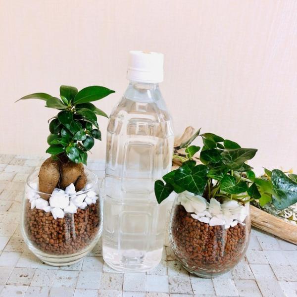 大人気セット ガジュマル ハートアイビー 観葉植物 インテリア ハイドロカルチャー Buyee Servis Zakupok Tretim Licom Buyee Pokupajte Iz Yaponii