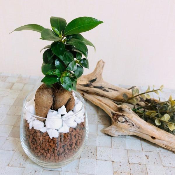 インテリアset ガジュマル ポリシャス インテリア 観葉植物 ハイドロカルチャー Buyee Buyee Japanese Proxy Service Buy From Japan Bot Online