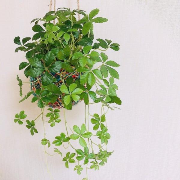 シュガーバイン ヤーンプランター 観葉植物 壁掛け インテリア Buyee Buyee Japanese Proxy Service Buy From Japan Bot Online