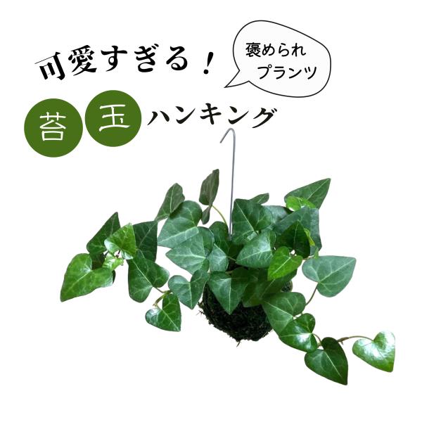 ご覧頂きありがとうございます。葉っぱがハートの形をした『ハートアイビー』です。壁掛けや天井に吊るしたり様々なインテリアに活用出来ます。こちらの苔玉は一つ一つ手作りで作成しています。【苔玉の水やり方法】苔玉が完全に浸るくらいの水を張ったバケツ...