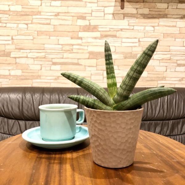 【品種名】ボンセレンシス【仕様】4号　高さ 15cm　直径 12cm(鉢底穴あり)　全長 約20cm【商品説明】観葉植物には、NASAが認めた空気清浄効果があります。サンスベリアはトップクラスで、有害物質を除去する空気清浄作用があります。 ...