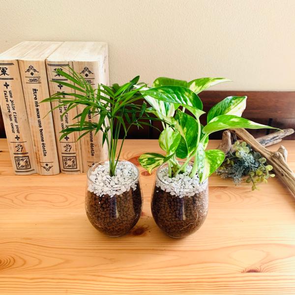 おしゃれ 観葉植物 テーブルヤシ ゴールデンポトス ハイドロカルチャー
