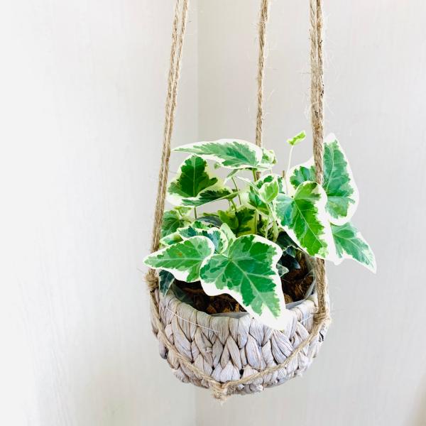 ご覧頂きありがとうございます。葉っぱに斑が入った女性に人気のアイビーです。あり、室内でも大変育てやすい観葉植物です。伸びたツルは剪定した枝を花瓶にさして、キッチンやトイレに飾ったりも出来ます。天然ヤシの実を100％原料としたベラボン植えとな...