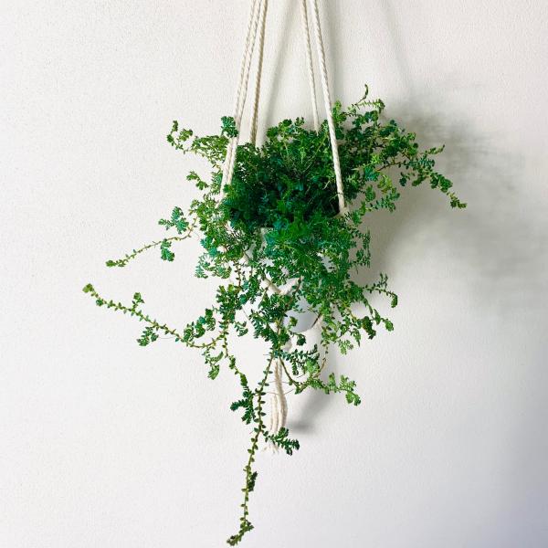 観葉植物 吊り下げ おしゃれ 壁掛け インテリア レインボーファン フライトハンガー 4号