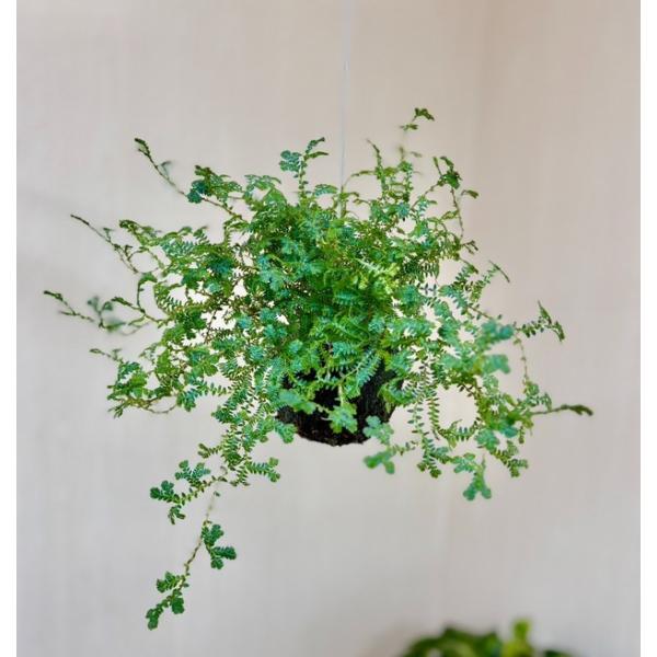 ご覧頂きありがとうございます。名前の通り、葉が虹色に輝くように見えるのレインボーファンです。光の角度によって、ブルー・グリーン・パープルなどに見え、まるで宝石のような美しさをしています。コンパクトなサイズで飾りやすく、ガラス容器やテラリウム...