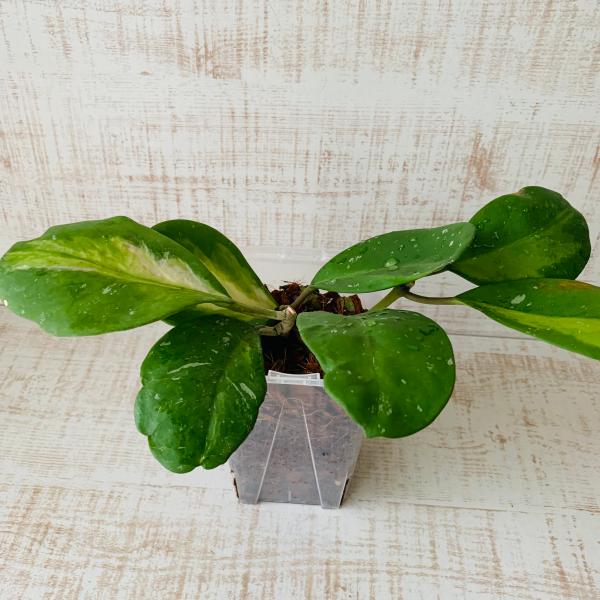 ご覧頂きありがとうございます。可愛らしく上品な雰囲気のホヤ・オボバタ斑入りです。ホヤの中でも丸い葉と柔らかな斑模様が魅力の人気種です。葉の表面にはうっすらと銀色の斑点（スプラッシュ）が入ることもあり、上品な印象です。中には、通気性・保水性に...