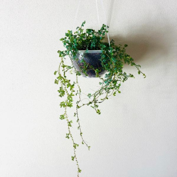 ご覧頂きありがとうございます。名前の通り、葉が虹色に輝くように見えるのレインボーファンです。光の角度によって、ブルー・グリーン・パープルなどに見え、まるで宝石のような美しさをしています。コンパクトなサイズで飾りやすく、ガラス容器やテラリウム...