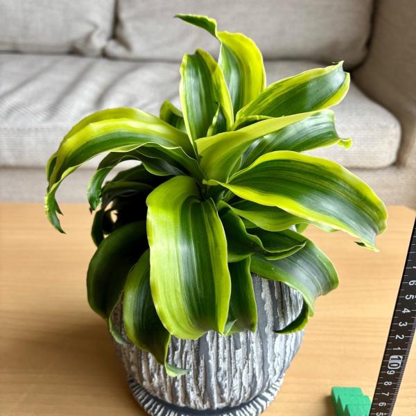 ドラセナ トルネード斑入り インテリア おしゃれ 観葉植物 引っ越し
