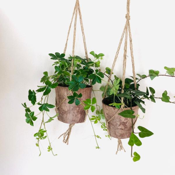 ご覧頂きありがとうございます。オシャレな壁掛けプランツ『シュガーバイン＆ハートアイビー』ハンギングプランターです。明るくナチュラルな雰囲気でどんなインテリアにもよく似合います♪木材を配合した環境にやさしい鉢を使用しており、木の香りや風合いを...